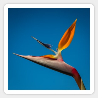 Bird-of-Paradise (Strelitzia) Sticker